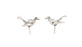 Silver Bird Studs